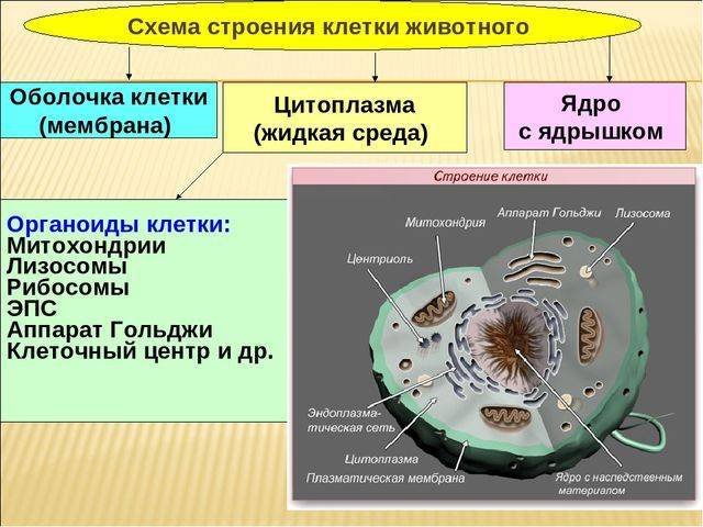 В чем заключается принципиальное различие клеток живых организмов. c73d6b7682ca8731db2d511089760ca5. В чем заключается принципиальное различие клеток живых организмов фото. В чем заключается принципиальное различие клеток живых организмов-c73d6b7682ca8731db2d511089760ca5. картинка В чем заключается принципиальное различие клеток живых организмов. картинка c73d6b7682ca8731db2d511089760ca5