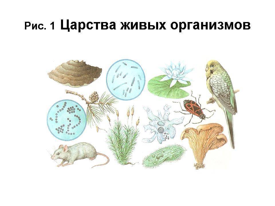 Рисунок царств природы. Живые организмы. Изображение живых организмов. Разнообразные живые организмы. Рисунок на тему разнообразие живых организмов.