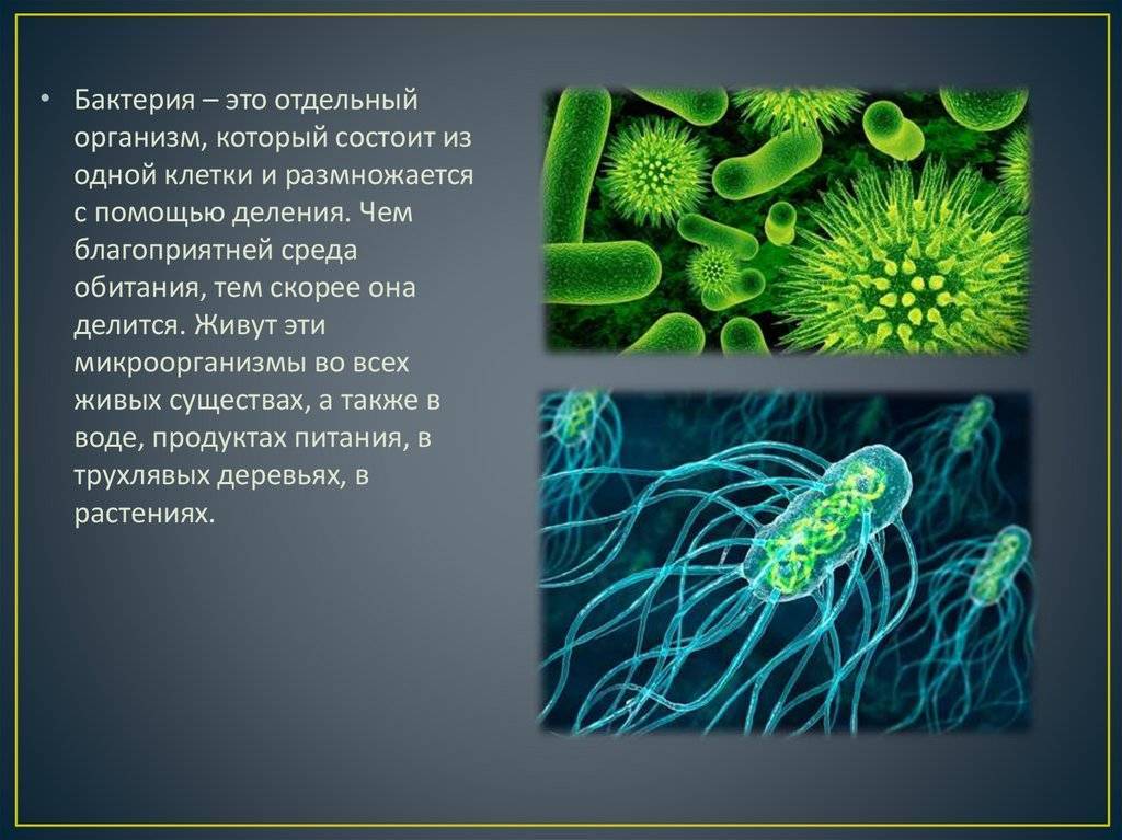 Бактерии мельчайшие одноклеточные живые существа рабочий лист