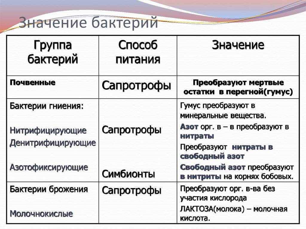 Заполнить схему значение бактерий