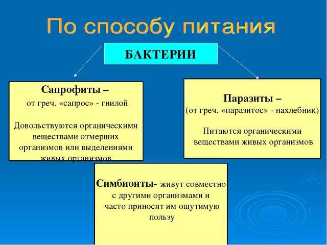 чем питаются бактерии сапротрофы. Смотреть фото чем питаются бактерии сапротрофы. Смотреть картинку чем питаются бактерии сапротрофы. Картинка про чем питаются бактерии сапротрофы. Фото чем питаются бактерии сапротрофы