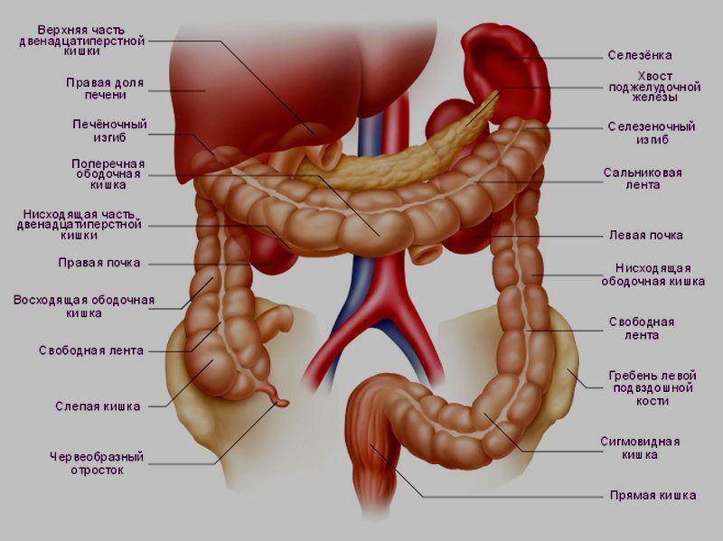 Где Находится Кишечник У Женщин Фото