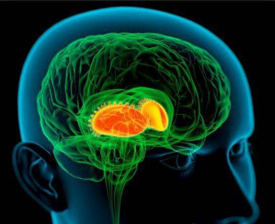 Головной мозг: мозжечок, таламус, большой мозг