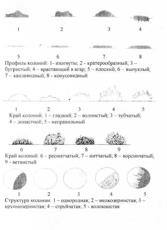 Схема описания колоний бактерий