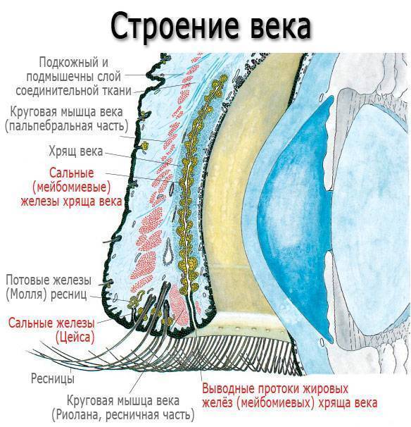 Как выглядит внутренний ячмень на нижнем веке: лечение внутри нижнего и верхнего века