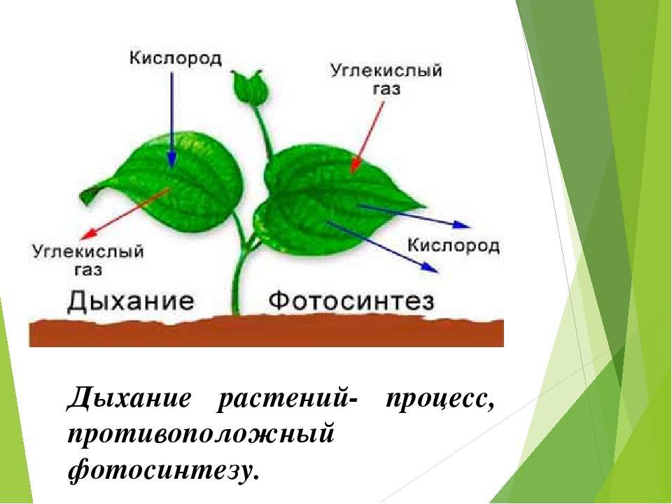 Презентация фотосинтез и дыхание 6 класс