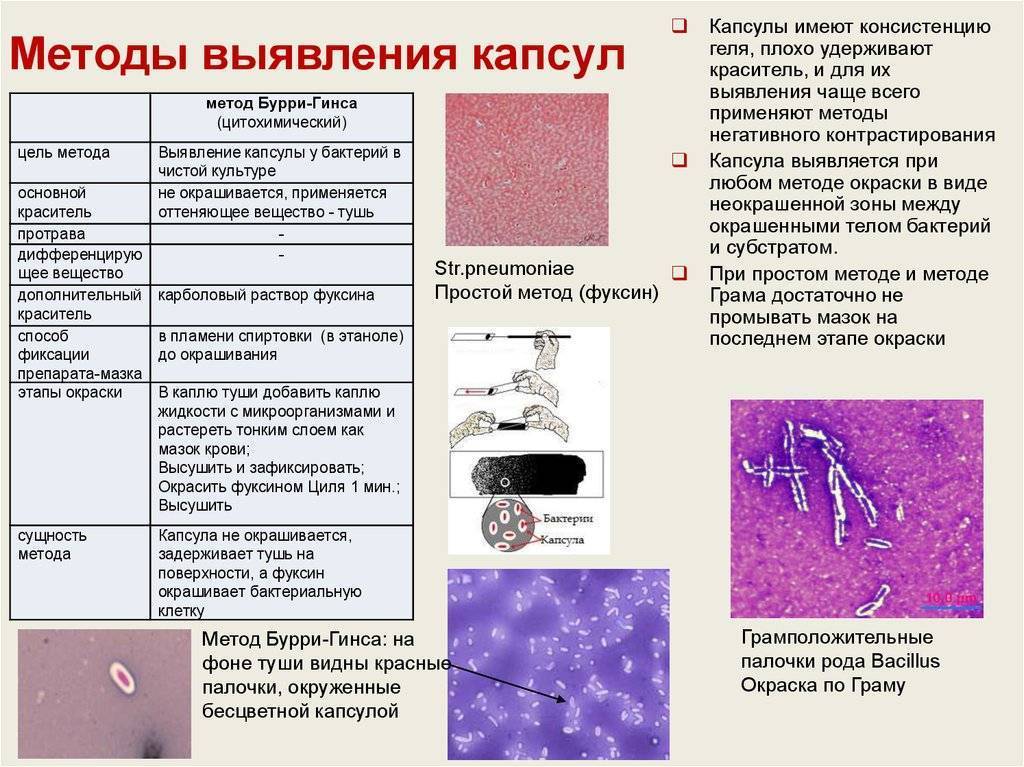 Клетка метод окраски. Метод окраски Бурри Гинса. Капсульные бактерии метод окраски. Методы окраски бактериальных капсул. Окраска капсульных бактерий по методу Бурри-Гинса.