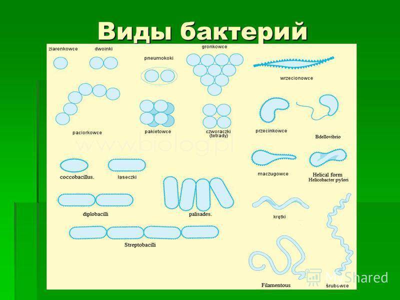 6 примеров бактерий