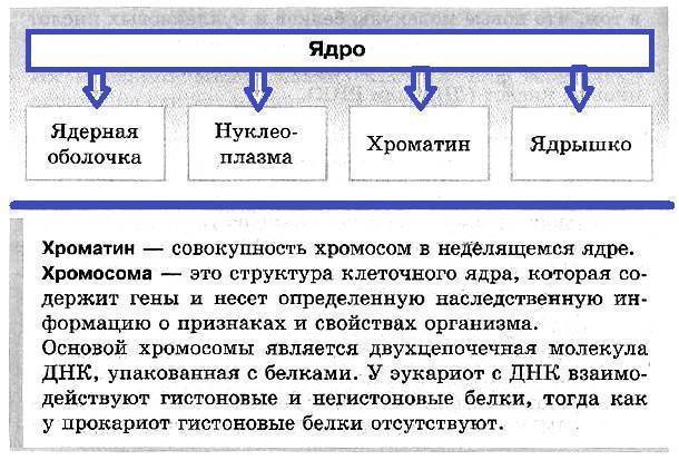 в чем сходство животной и грибной клетки. Смотреть фото в чем сходство животной и грибной клетки. Смотреть картинку в чем сходство животной и грибной клетки. Картинка про в чем сходство животной и грибной клетки. Фото в чем сходство животной и грибной клетки