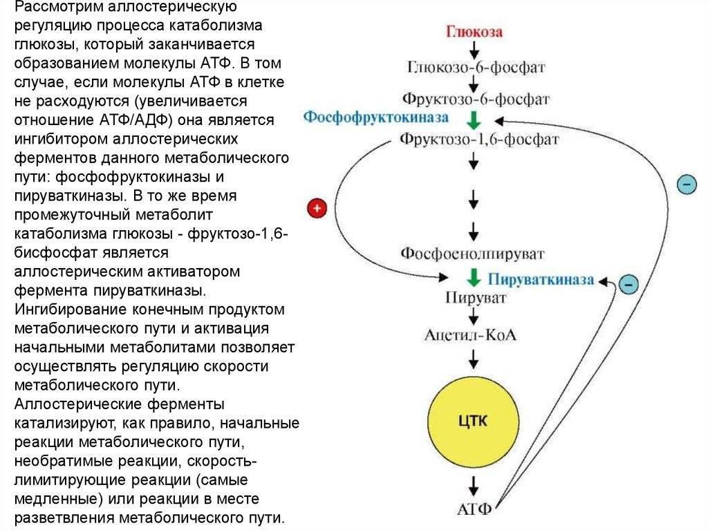 Фермент участвует в процессе. Регуляция активности ферментов схемы. Схема регуляции катаболизма Глюкозы. Метаболический путь катаболизма Глюкозы. Структура аллостерических ферментов.