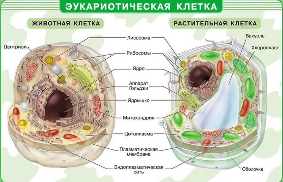 У чего ядра не имеют клетки