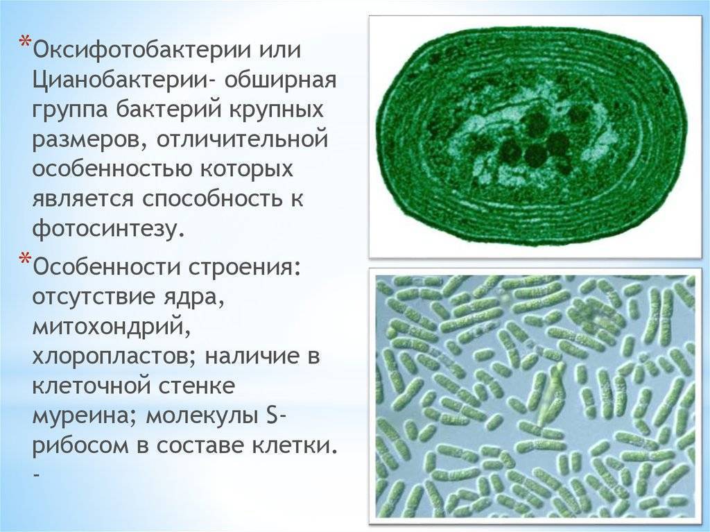Какая среда жизни населена бактериями грибами водорослями. Синезеленые водоросли цианобактерии. Подцарство цианобактерии. Цианобактерия строение. Строение клетки цианобактерий.