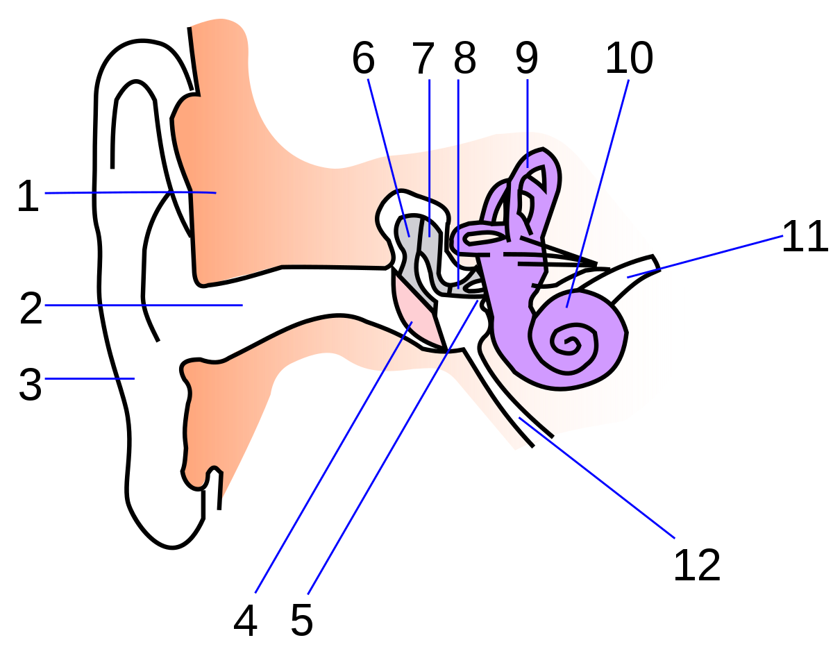 Устройство ушной раковины. Строение уха схема анатомия. Строение уха человека схема биология. Строение среднего уха человека схема. Строение среднего уха схема.