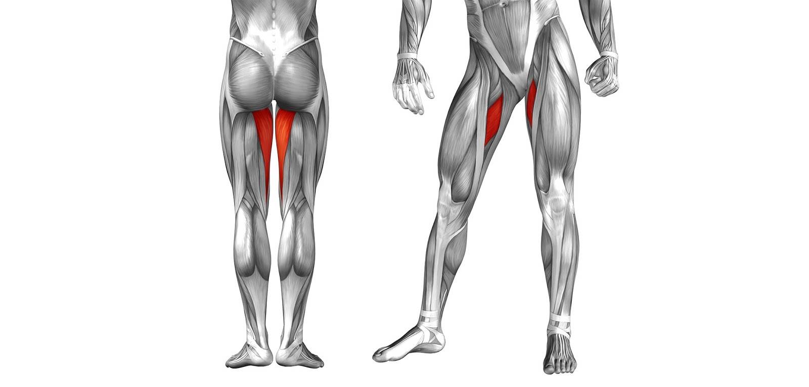 Анатомия: мышцы бедра. передняя группа.