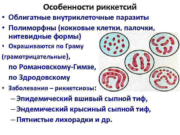 Токсины риккетсий. Риккетсии прокариоты. Риккетсии облигатный внутриклеточный паразит. Риккетсии возбудители. Особенности риккетсий.