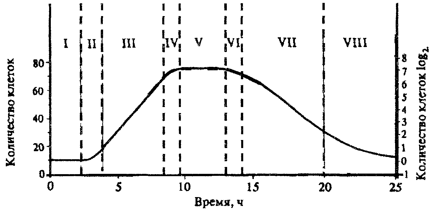 Логарифмическая фаза роста бактерий