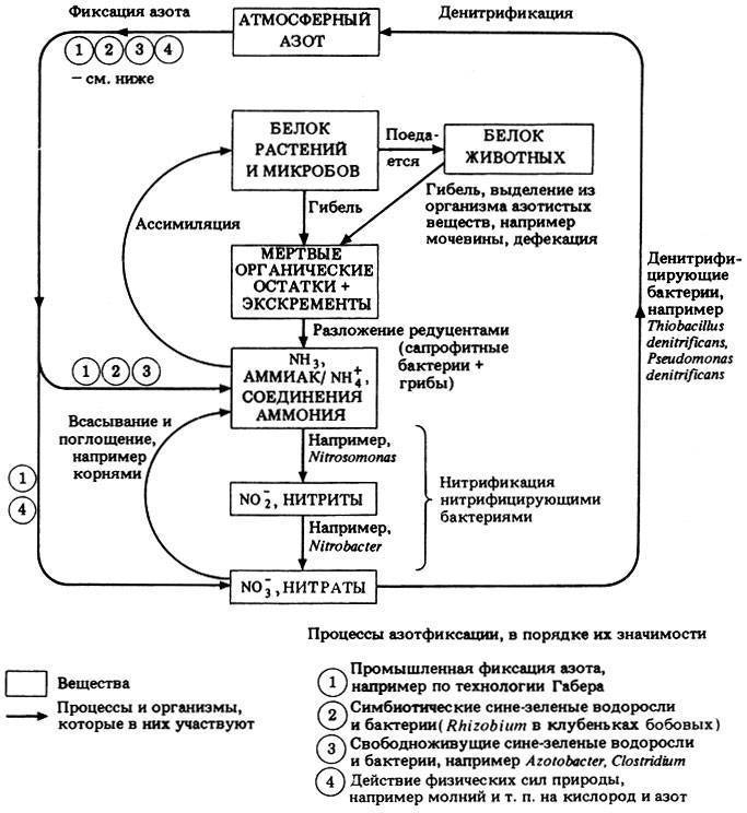 Круговорот азота в биосфере схема и пояснения