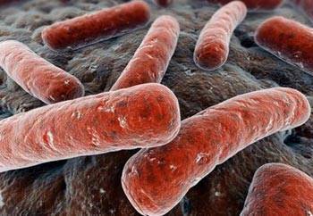 Туберкулез печени: основные признаки, методы диагностики и лечения, прогнозы врачей