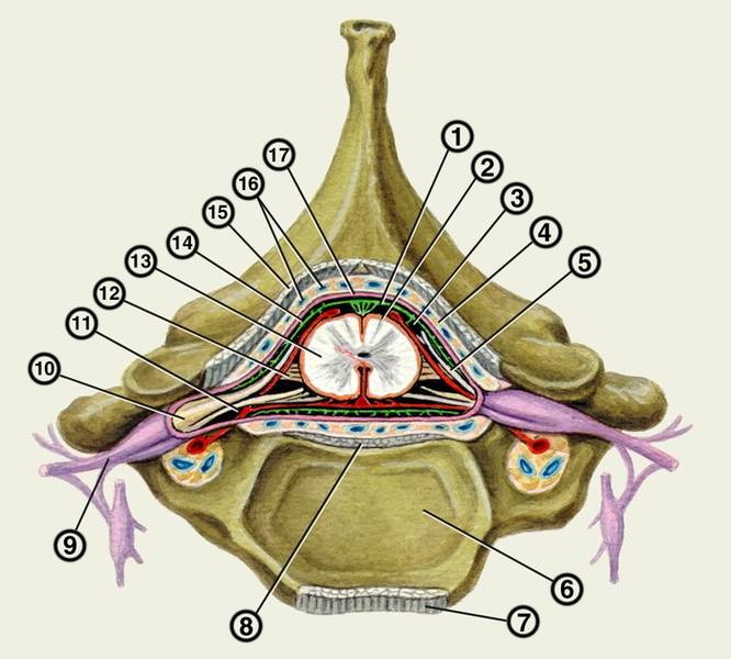 Оболочки спинного мозга человека