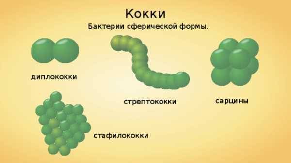 Как называется шарообразная форма бактерий. Смотреть фото Как называется шарообразная форма бактерий. Смотреть картинку Как называется шарообразная форма бактерий. Картинка про Как называется шарообразная форма бактерий. Фото Как называется шарообразная форма бактерий