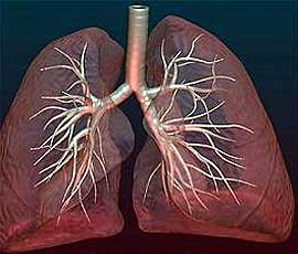 Корневая пневмония у взрослых – симптомы и лечение воспаления легких