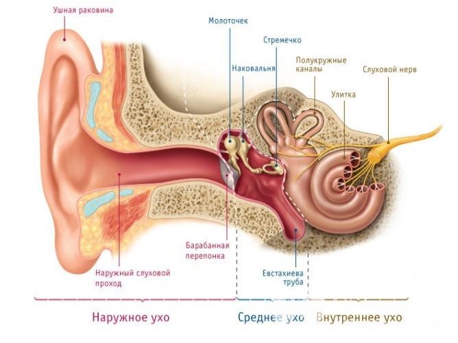 Воспалительные заболевания ушной раковины и наружного слухового прохода