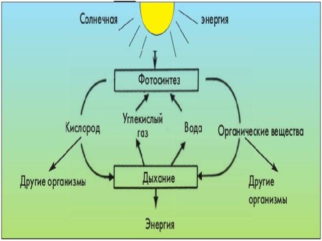 Составьте схему фотосинтеза. Фотосинтез схема. Космическая роль фотосинтеза. Общая схема фотосинтеза. Фотосинтез 10 класс биология презентация.