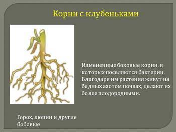 Что такое клубеньковые бактерии 5 класс биология. Смотреть фото Что такое клубеньковые бактерии 5 класс биология. Смотреть картинку Что такое клубеньковые бактерии 5 класс биология. Картинка про Что такое клубеньковые бактерии 5 класс биология. Фото Что такое клубеньковые бактерии 5 класс биология
