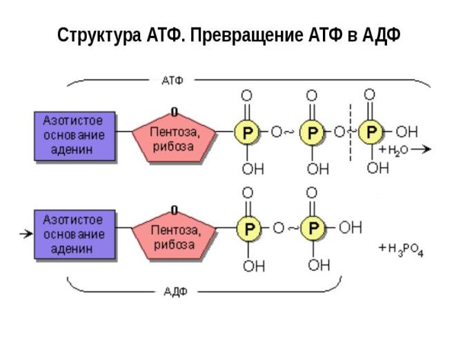 Аденозинтрифосфат - adenosine triphosphate