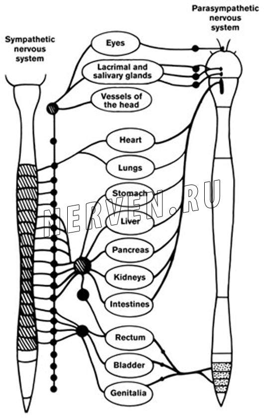 Полинейропатия нижних и верхних конечностей – симптомы и методы лечения разрушенных нервных окончаний