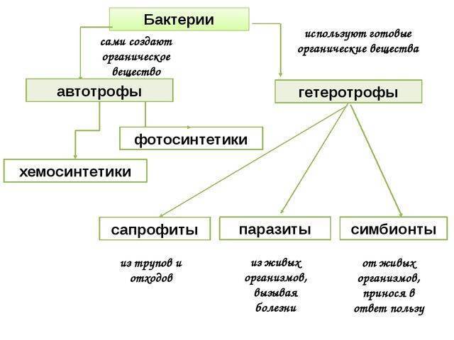 в чем сходство животной и грибной клетки. Смотреть фото в чем сходство животной и грибной клетки. Смотреть картинку в чем сходство животной и грибной клетки. Картинка про в чем сходство животной и грибной клетки. Фото в чем сходство животной и грибной клетки