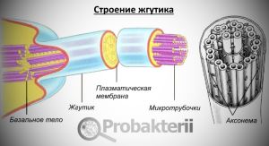 Как называются бактерии с одним жгутиком. картинка Как называются бактерии с одним жгутиком. Как называются бактерии с одним жгутиком фото. Как называются бактерии с одним жгутиком видео. Как называются бактерии с одним жгутиком смотреть картинку онлайн. смотреть картинку Как называются бактерии с одним жгутиком.