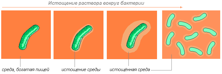 чем питаются бактерии сапротрофы. Смотреть фото чем питаются бактерии сапротрофы. Смотреть картинку чем питаются бактерии сапротрофы. Картинка про чем питаются бактерии сапротрофы. Фото чем питаются бактерии сапротрофы