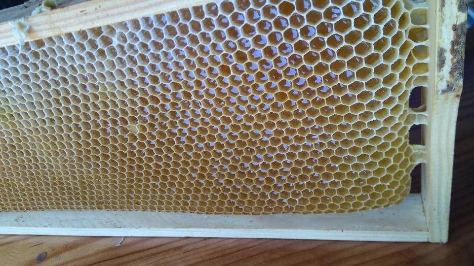 Капустный лист с мёдом от кашля - компрессы для детей и взрослых