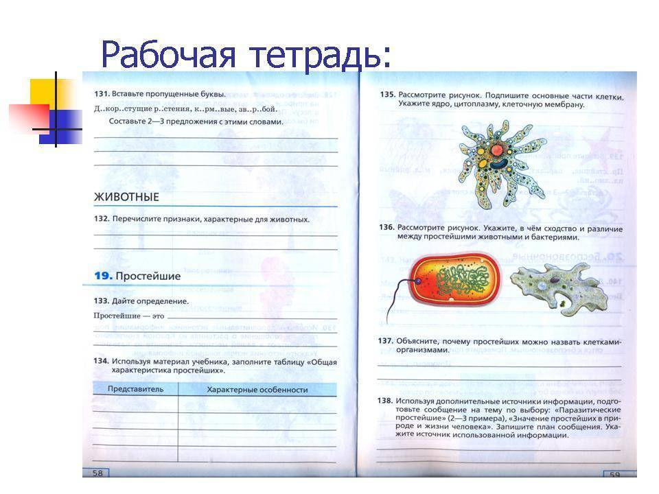 Простейшие и бактерии в чем разница