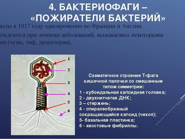 Наследственный аппарат бактериофага. Бактериофаги- Пожиратели бактерий. Вирус бактериофаг 5 класс. Бактериофаг биология 10 класс. Микроорганизм бактериофаг.