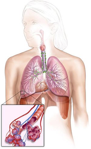 Заболевания органов дыхания