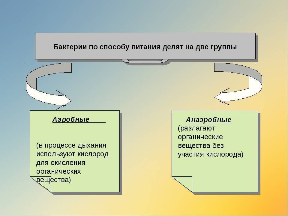 Способы питания бактерий. Способы дыхания бактерий схема. По типу питания бактерии делятся на. По типу дыхания бактерии делятся на.