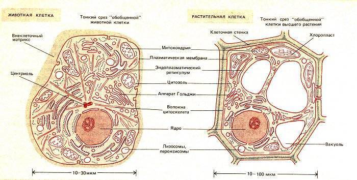 У чего ядра не имеют клетки