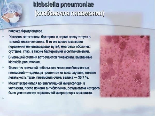 Klebsiella pneumoniae (клебсиелла пневмонии)