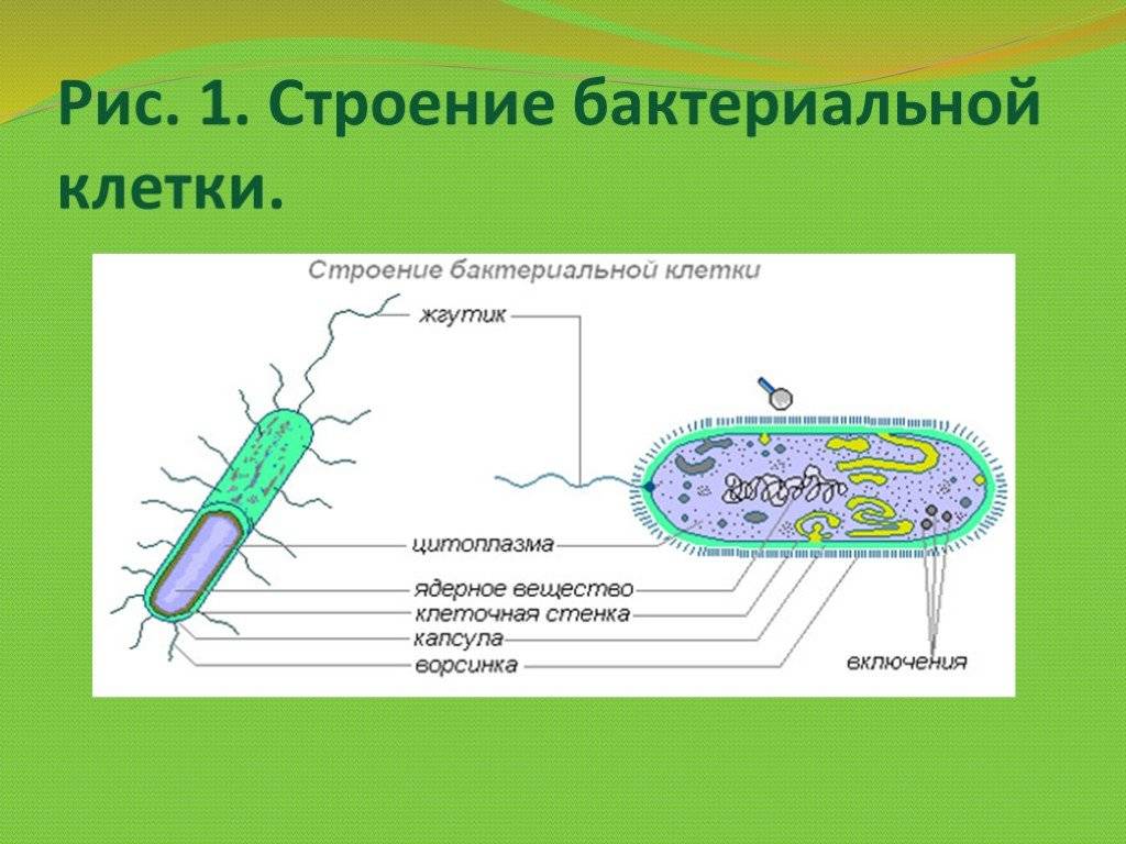 В клетках бактерий есть ядро