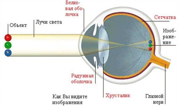 Зрительный анализатор. строение глаза