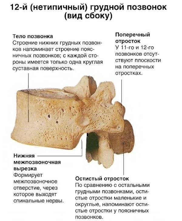 Где находится 3 и 4 позвонок у человека фото