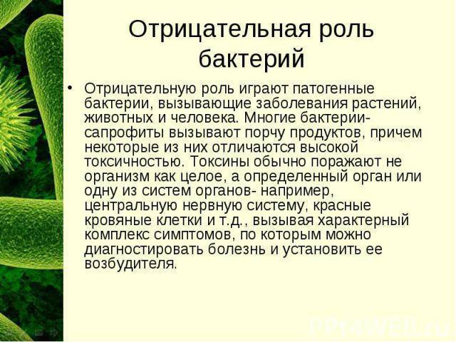 чем питаются бактерии сапротрофы. Смотреть фото чем питаются бактерии сапротрофы. Смотреть картинку чем питаются бактерии сапротрофы. Картинка про чем питаются бактерии сапротрофы. Фото чем питаются бактерии сапротрофы