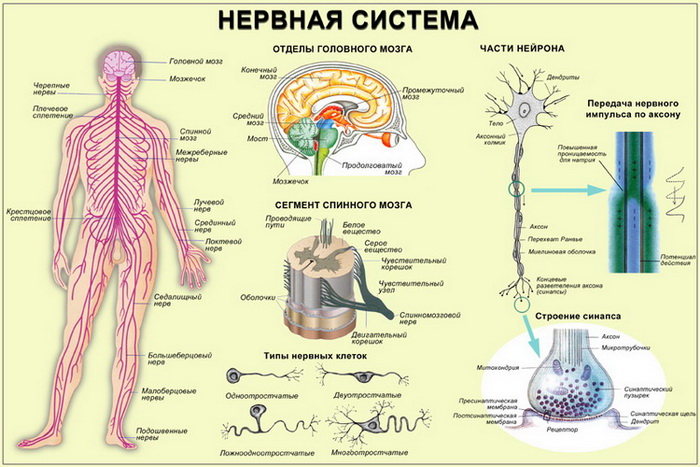 Периферическая нервная система