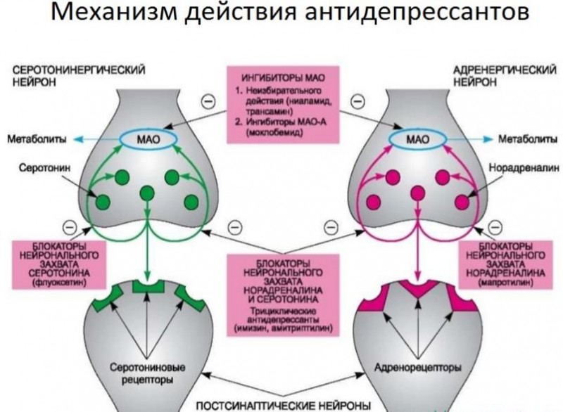 Тразодон