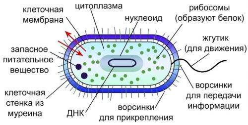 Как называются бактерии с одним жгутиком. картинка Как называются бактерии с одним жгутиком. Как называются бактерии с одним жгутиком фото. Как называются бактерии с одним жгутиком видео. Как называются бактерии с одним жгутиком смотреть картинку онлайн. смотреть картинку Как называются бактерии с одним жгутиком.