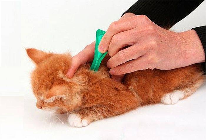 Инструкция по использованию капель от блох барс для кошек