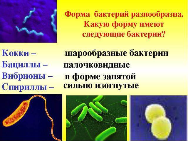 Бактерии человека название. Формы бактерий кокки бациллы. Бактерия бацилла 5 класс биология. Типы бактерий 7 класс биология. Формы бактерий 1 кокки 2 бациллы 3 вибрионы.