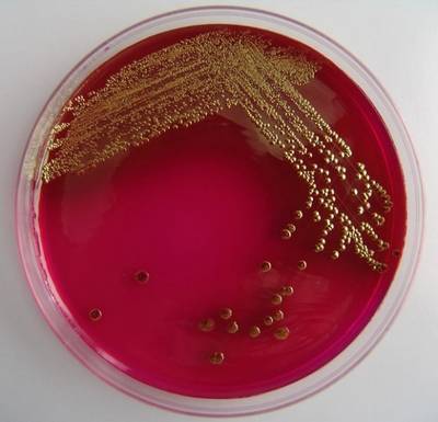 Патогенные бактерии